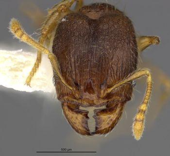 Media type: image;   Entomology 34336 Aspect: head